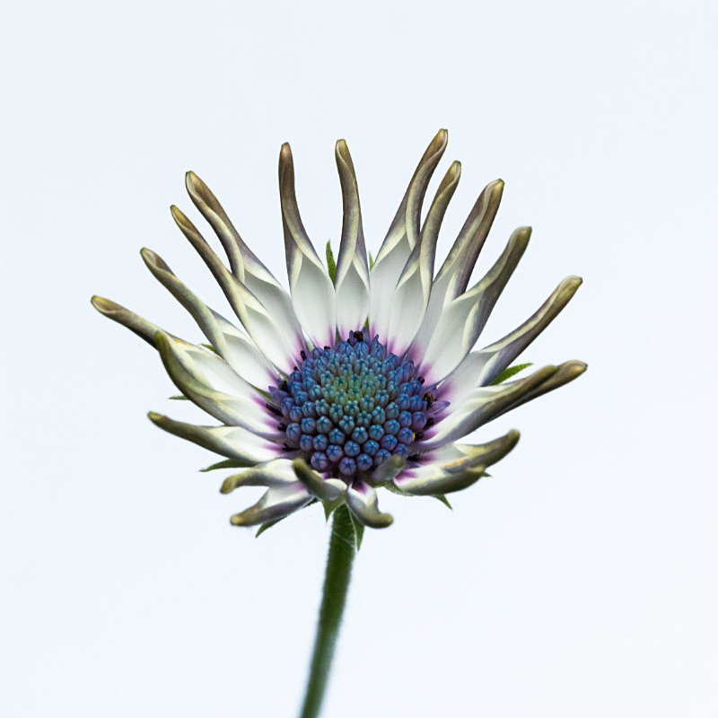  - Flowers