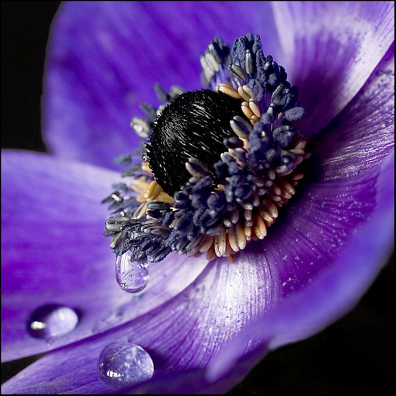  - Flowers