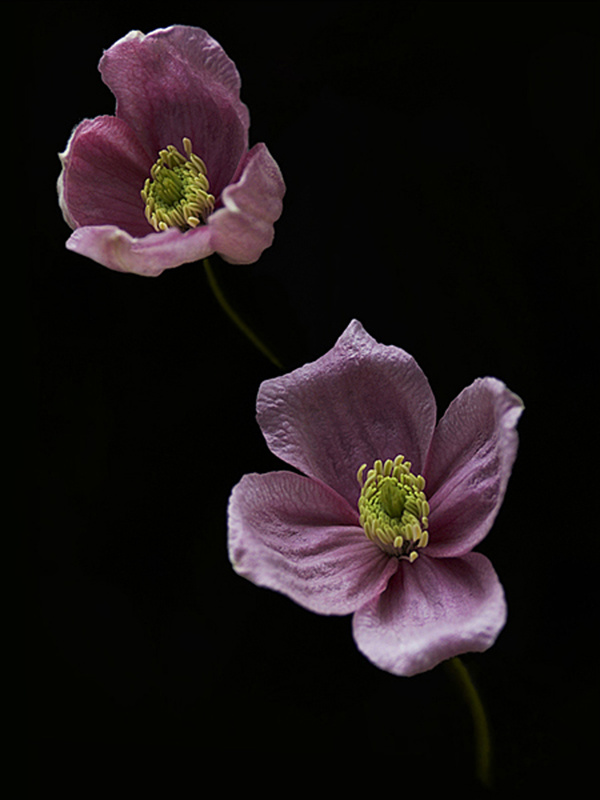  - Flowers