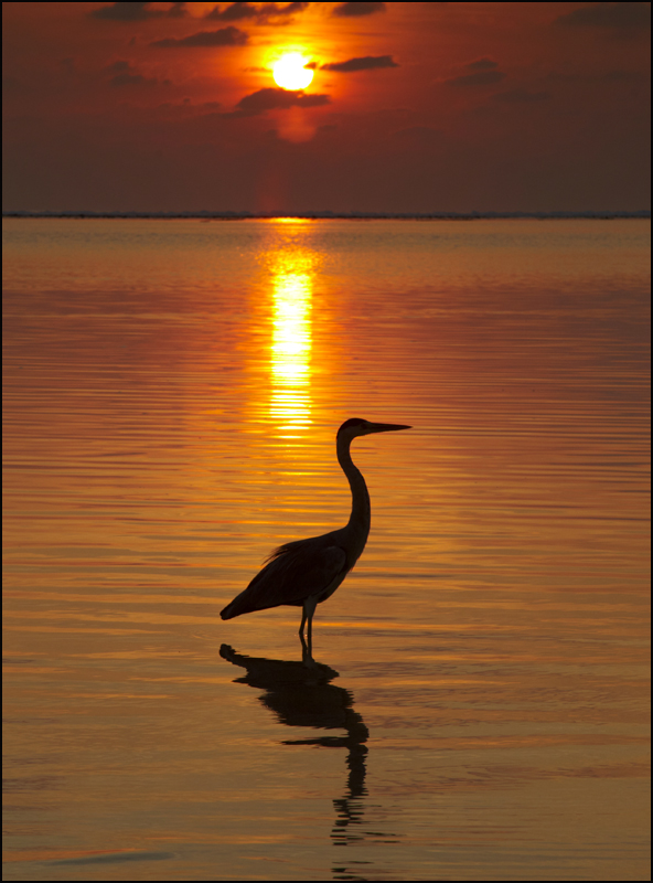 Sunset Heron - The Maldives