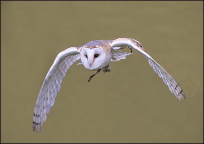 Barn Owl - Birds