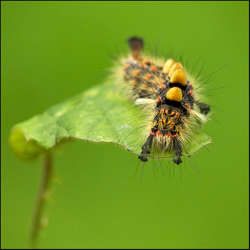 Vapourer Moth Caterpillar - Beautiful Bugs
