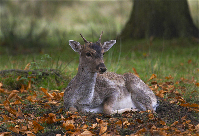 Sitting Pretty - Wildlife