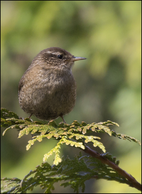Wren - Birds