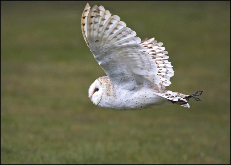 Owl - Birds