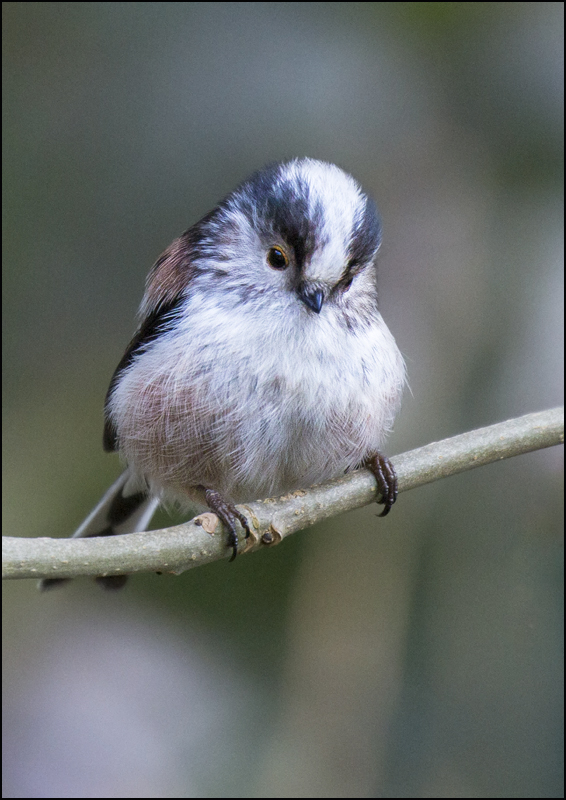 Long Tailed Tit - Birds