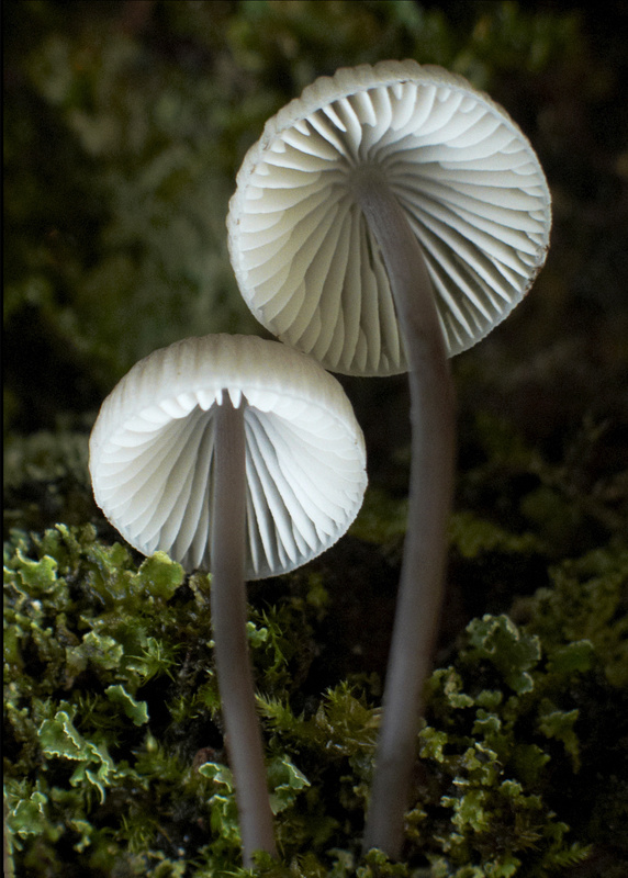 Bell Cap Mushrooms - Flowers