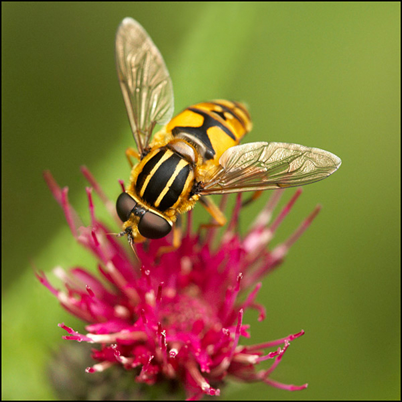 Tiger Hoverfly - Beautiful Bugs