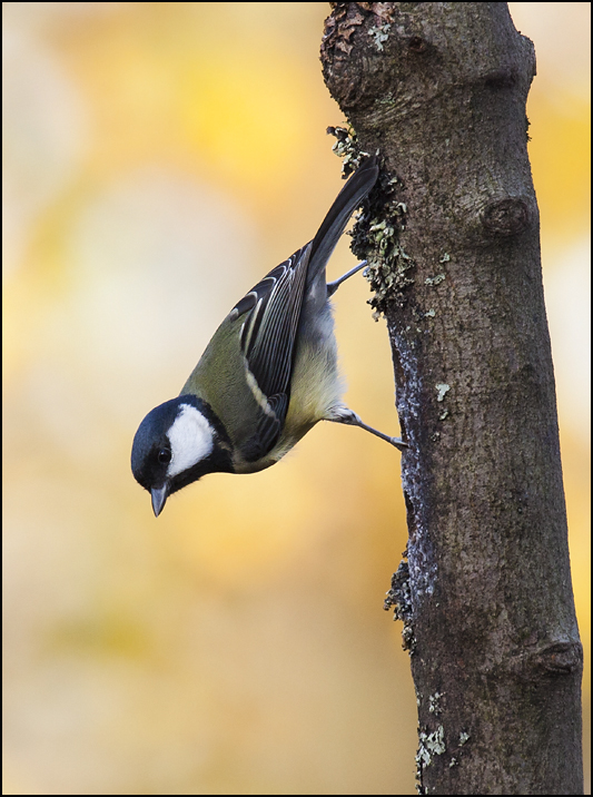 Great Tit - Birds