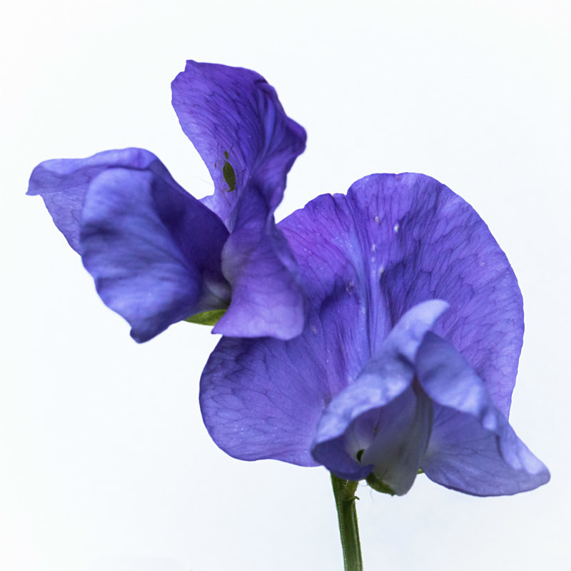  - Flowers