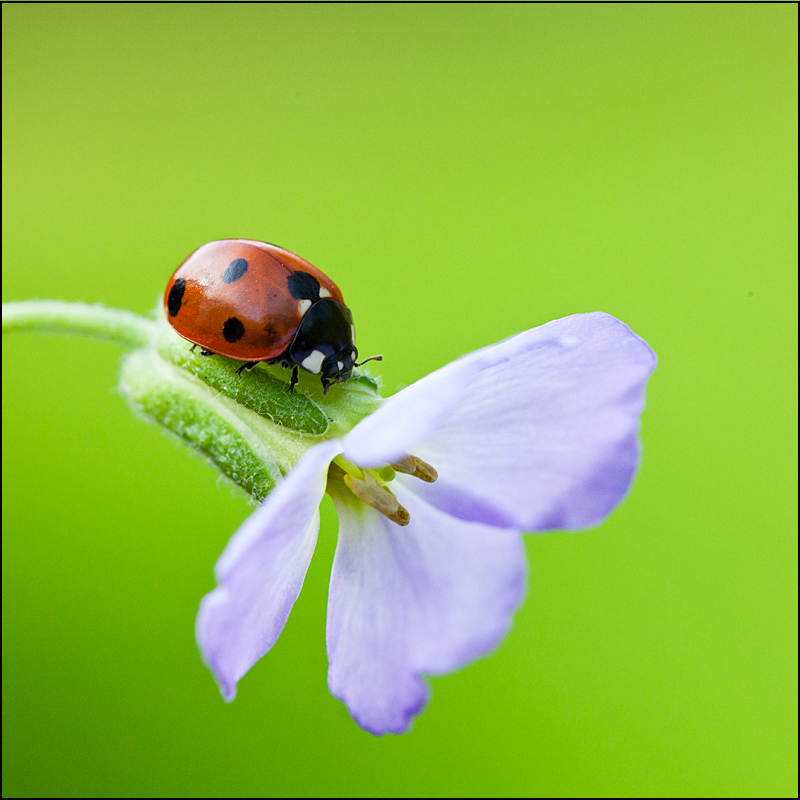 Ladybird - Beautiful Bugs
