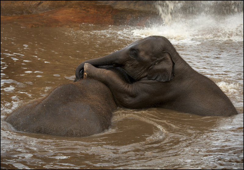 Elephant Bathtime - Wildlife