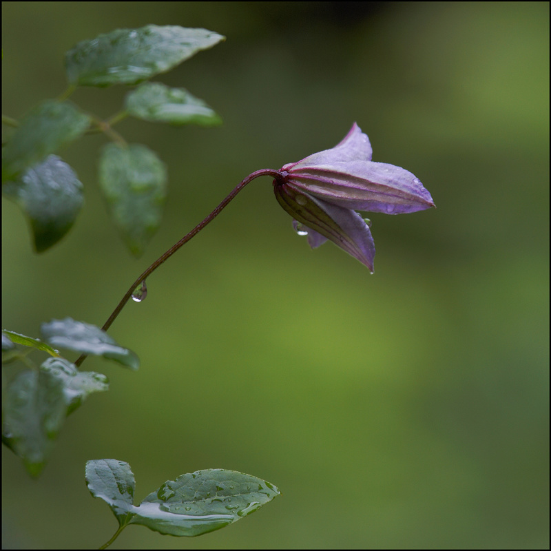  - Flowers