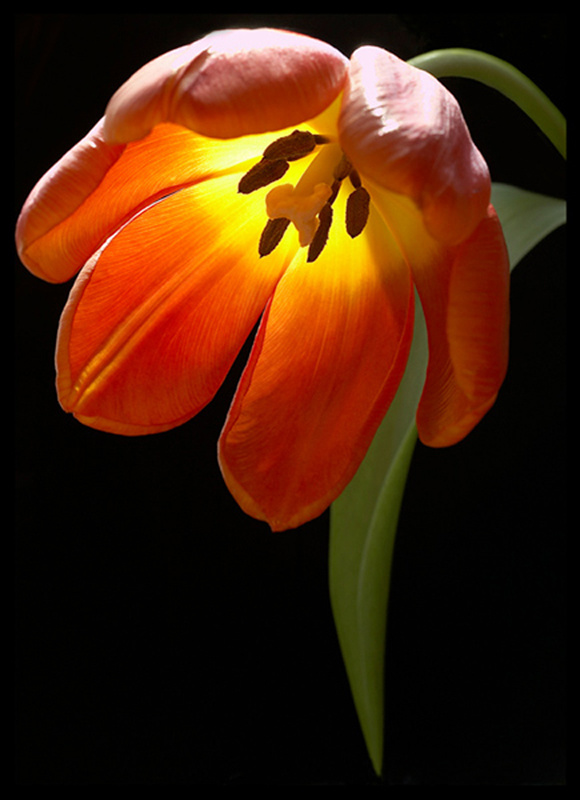  - Flowers