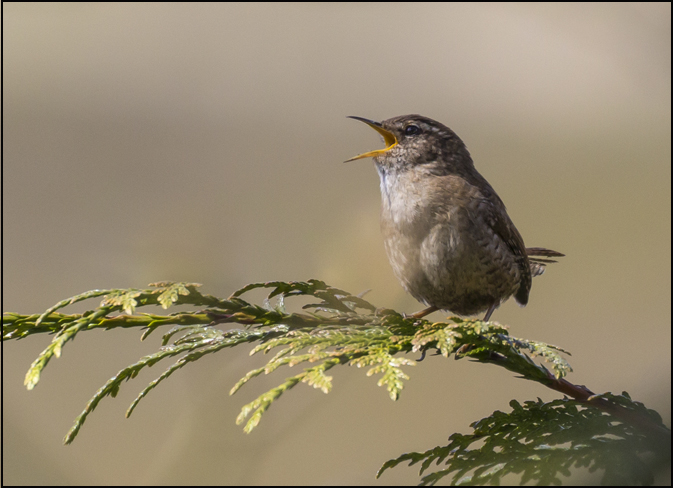 Wren - Birds