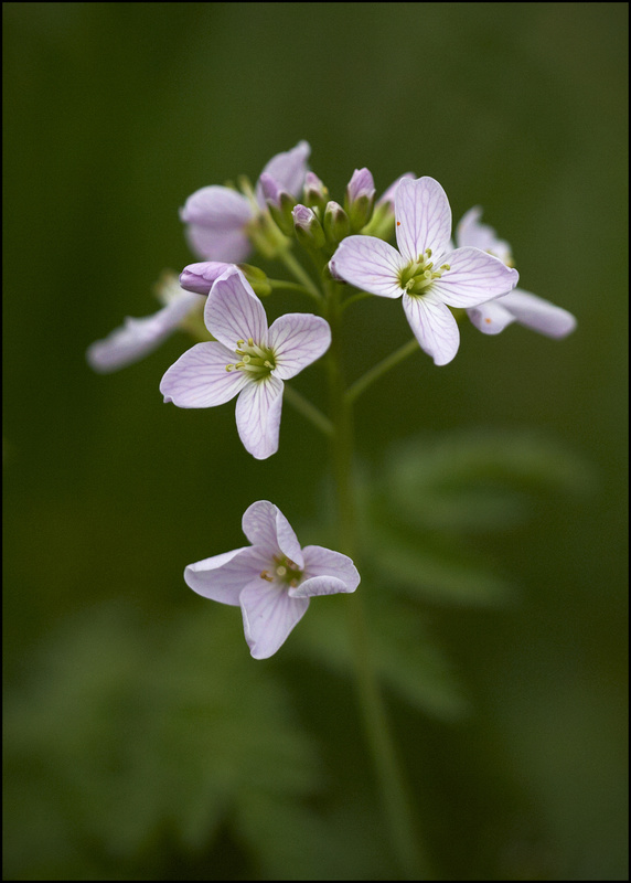  - Flowers