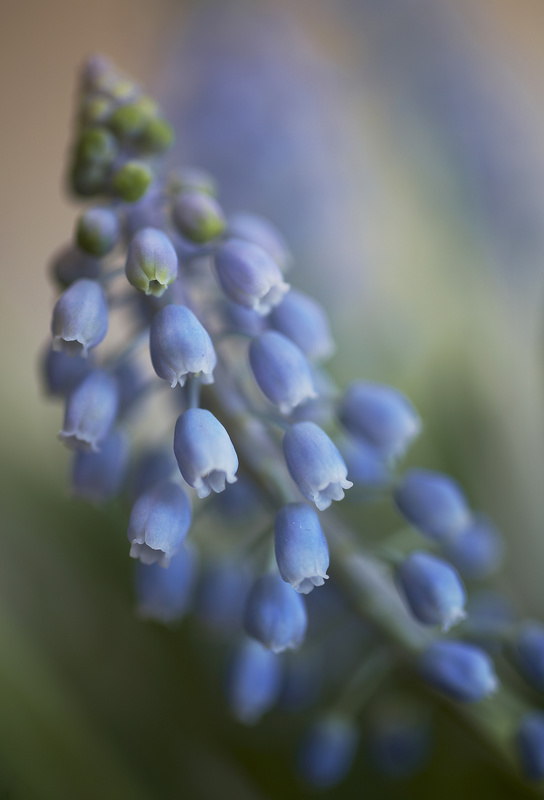  - Flowers