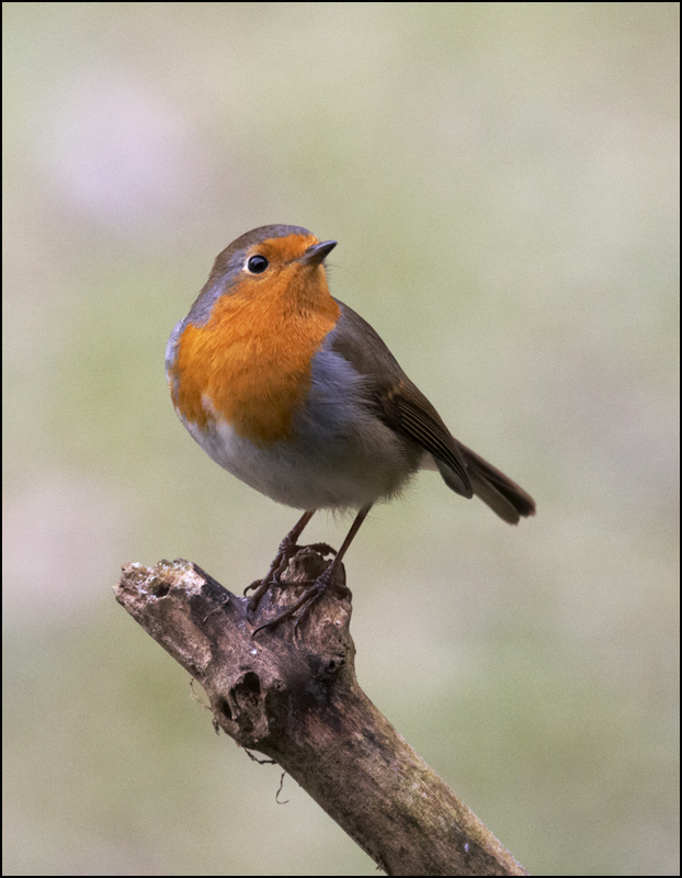 Robin - Birds