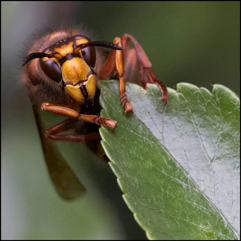 Giant Hornet - Beautiful Bugs