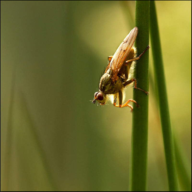  - Beautiful Bugs