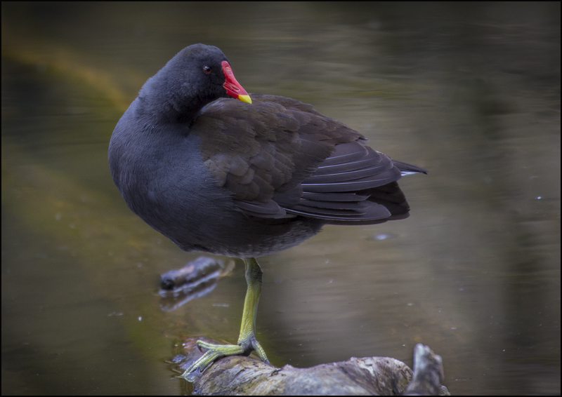 Moorhen - Birds