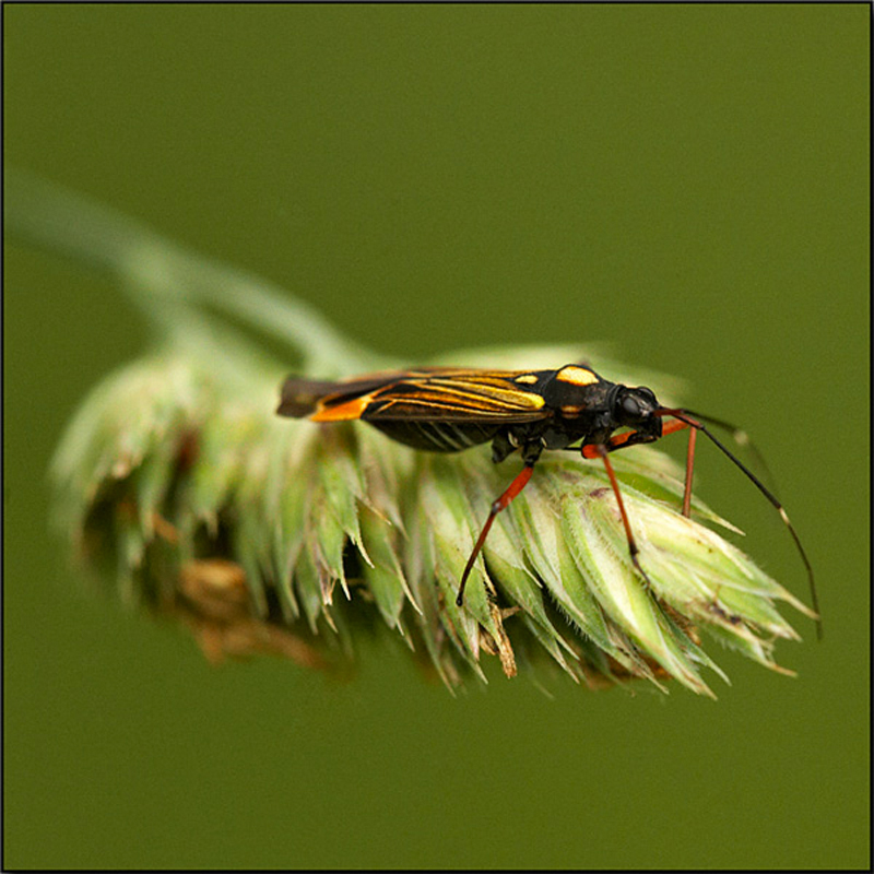  - Beautiful Bugs