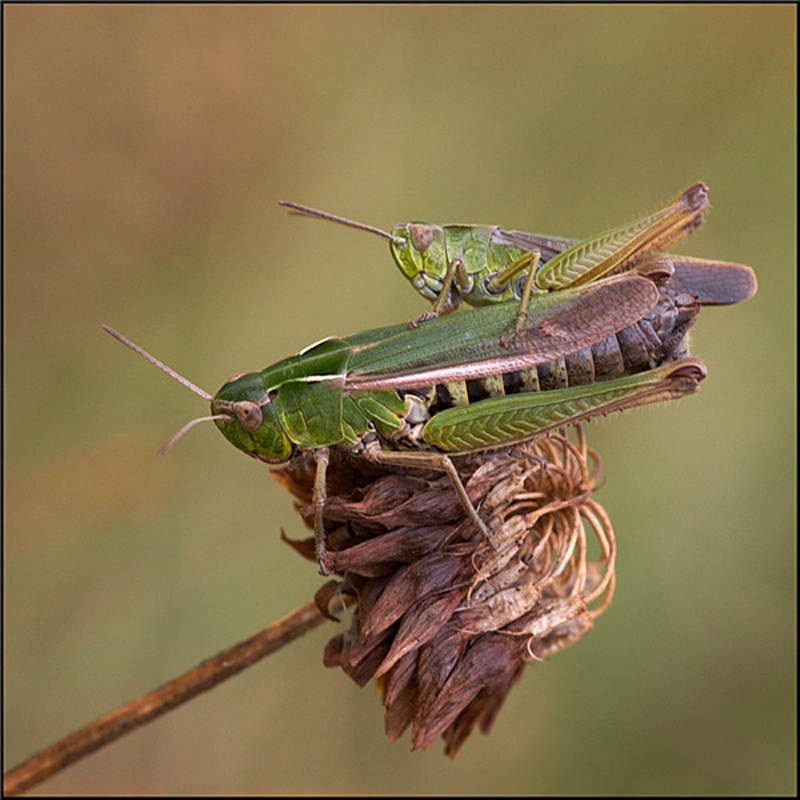  - Beautiful Bugs