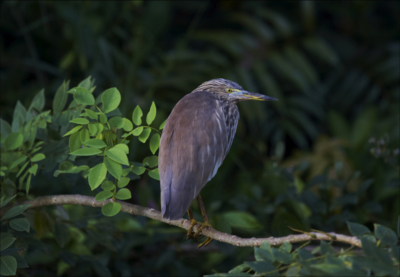 Egret - Birds