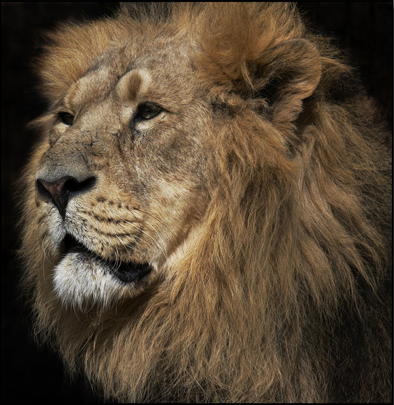 Lion - Wildlife