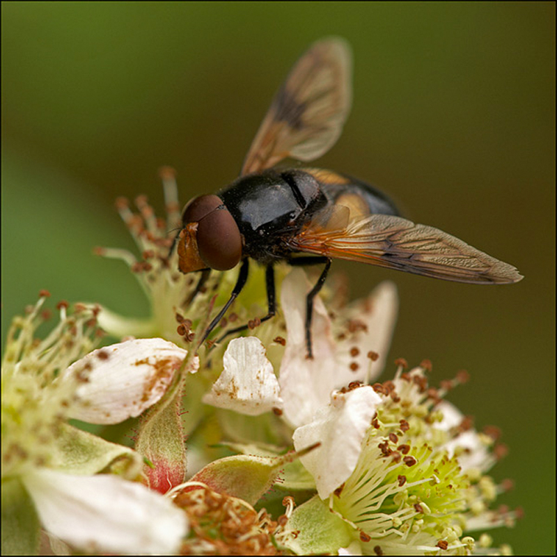  - Beautiful Bugs
