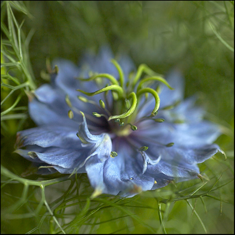  - Flowers