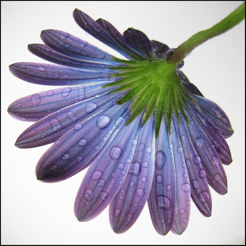  - Flowers