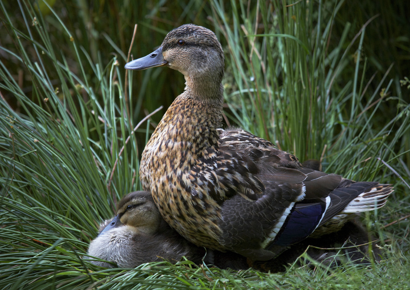 Mallard and ducklings - Wildlife
