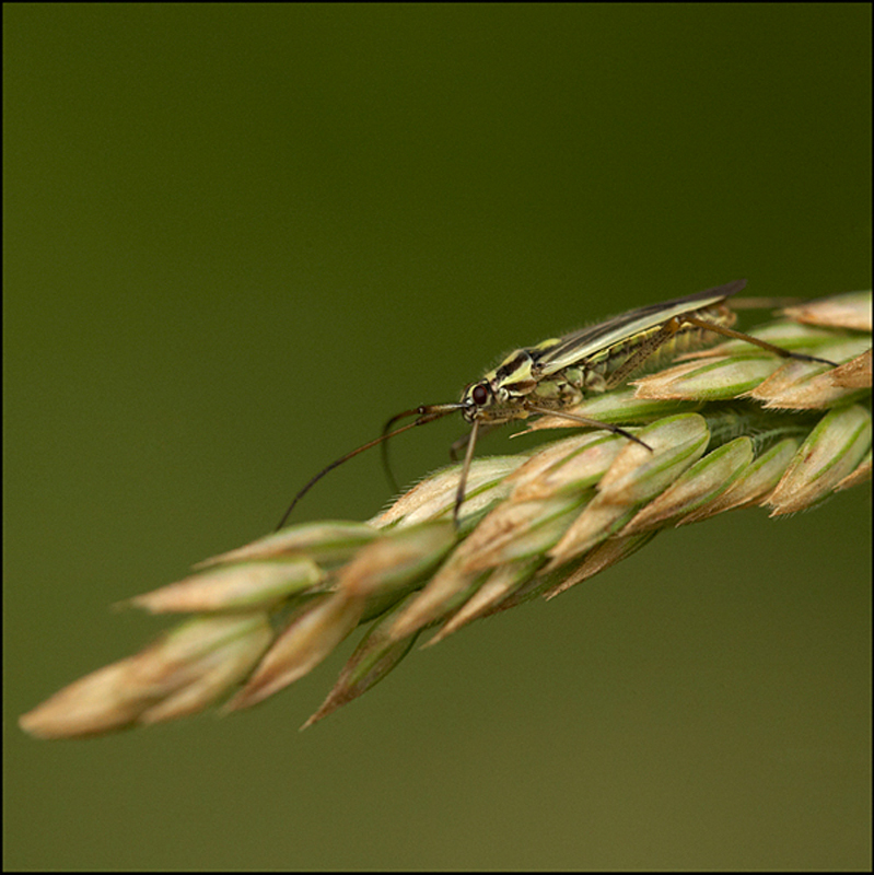  - Beautiful Bugs