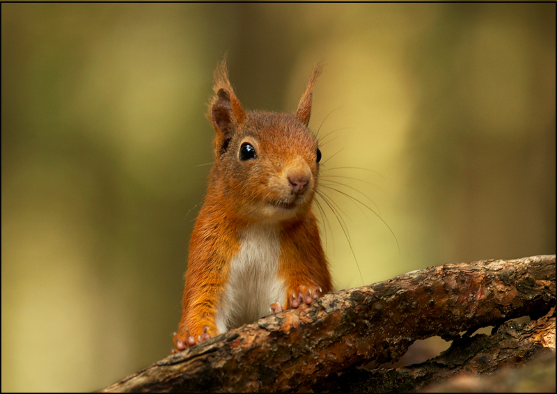 Red Squirrel - Wildlife