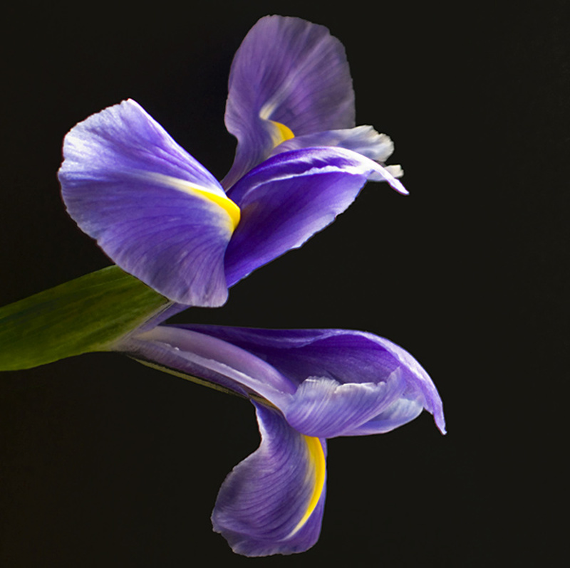  - Flowers