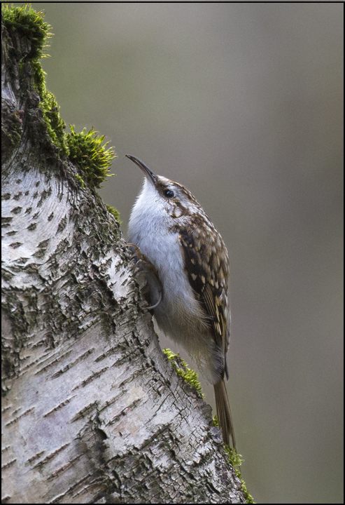 TreeCreeper - Birds