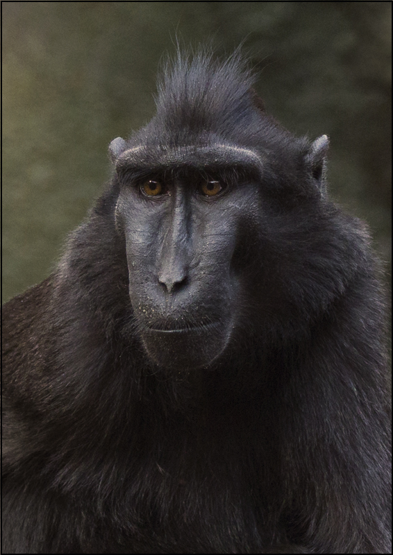 Sulawesi Crested Macaque - Wildlife