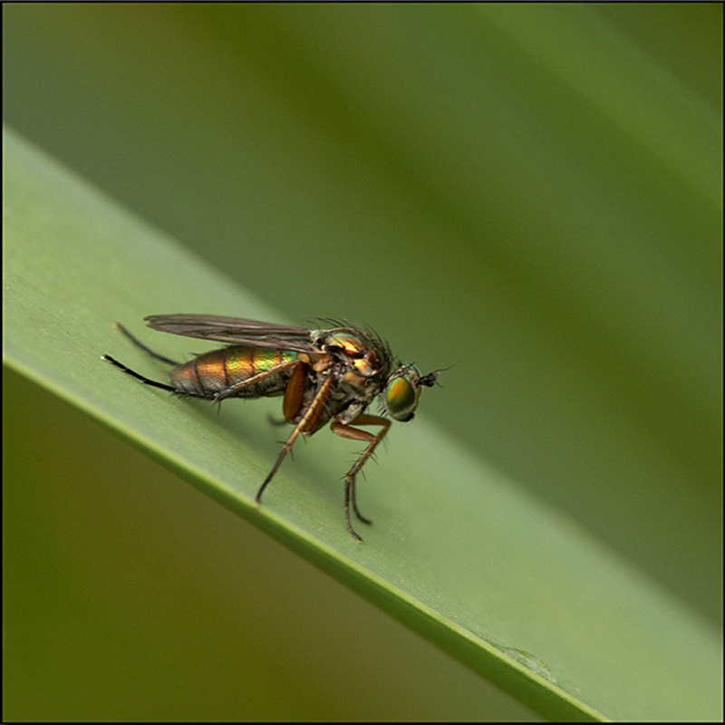  - Beautiful Bugs