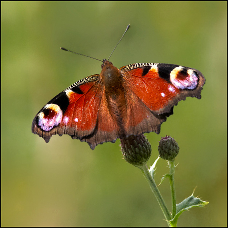  - Beautiful Bugs