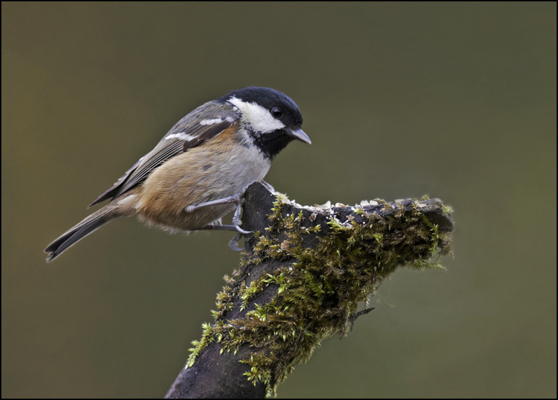 Coal Tit - Birds