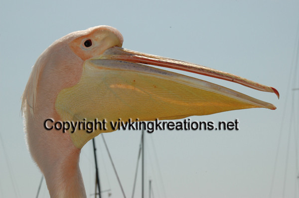 Cyprus Pelican chatter - Animals
