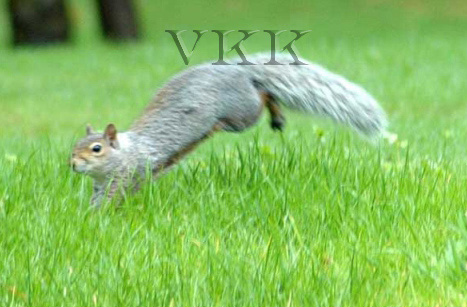 Run Squirrel Run - Animals