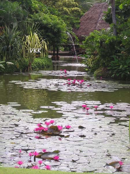 Thailand Waterlily - Travel & Places