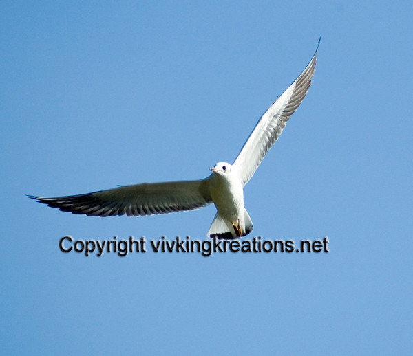 Flying High - Animals