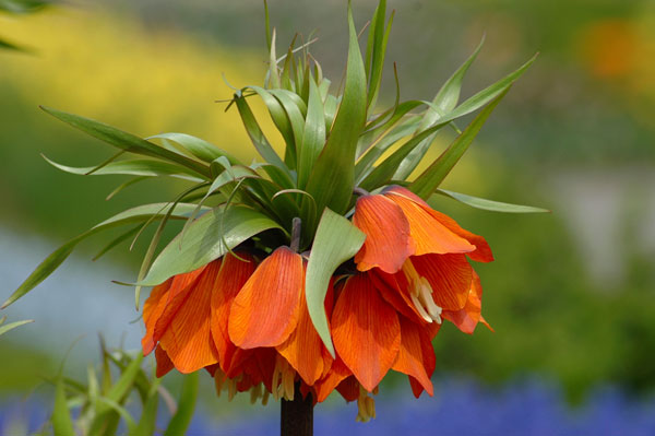 Bells - Nature