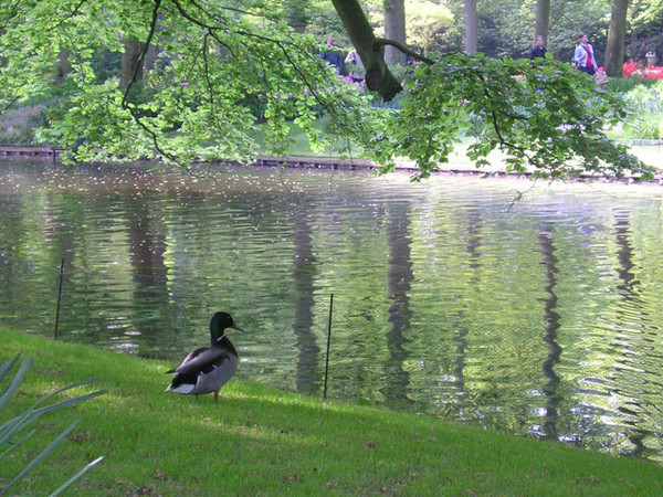 The Park - Nature