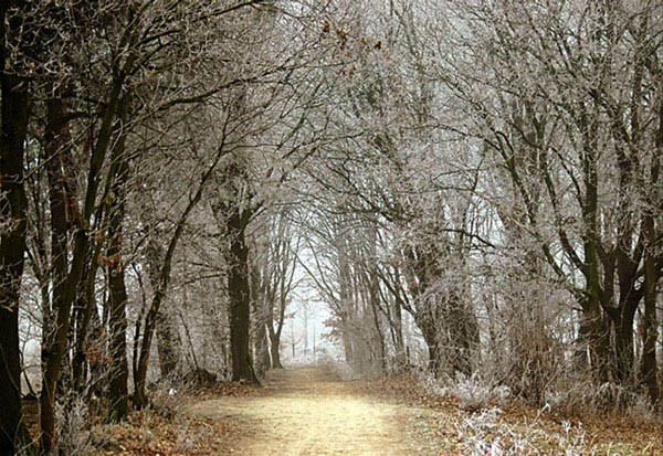 Walk in the woods - Nature