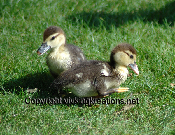 Duckling Twins - Animals