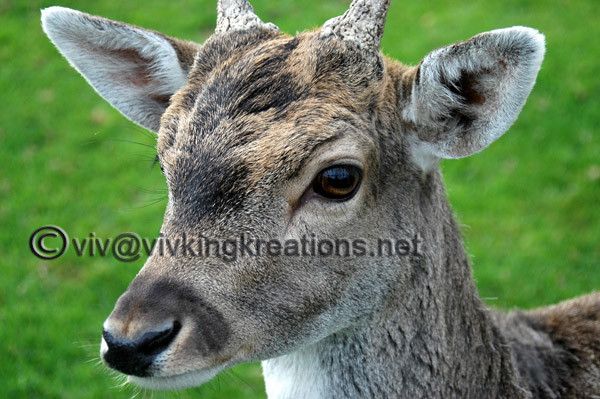 Deer 'me' - Animals